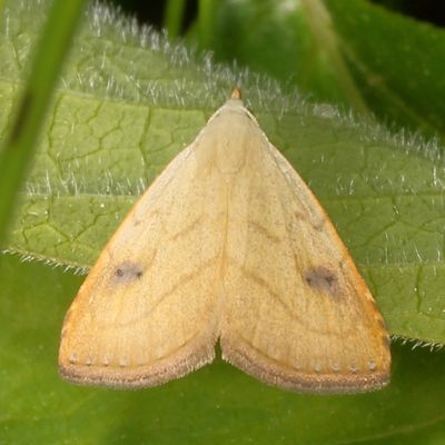 Hodges#8404 * Spotted Grass Moth * Rivula propinqualis