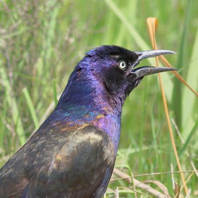 Common Grackle