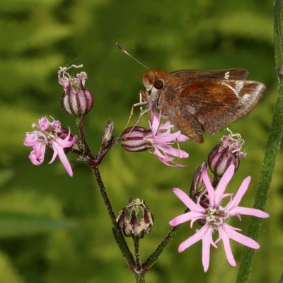 Zabulon Skipper ♀