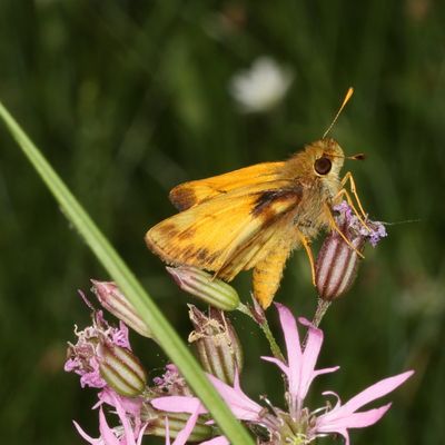 Zabulon Skipper ♂