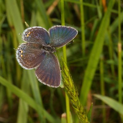 Eastern Tailed-Blue ♀
