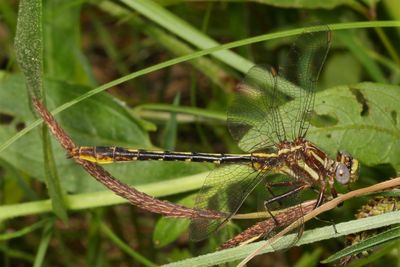 Lancet Clubtail