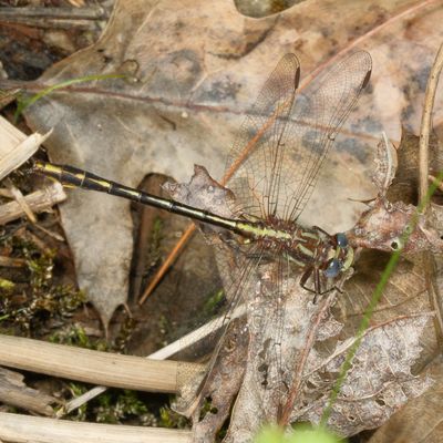 Lancet Clubtail