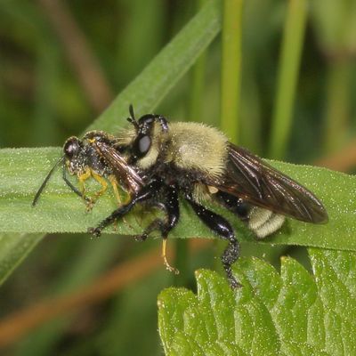 Genus Laphria