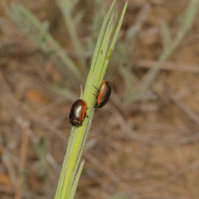 Chrysolina hudsonica