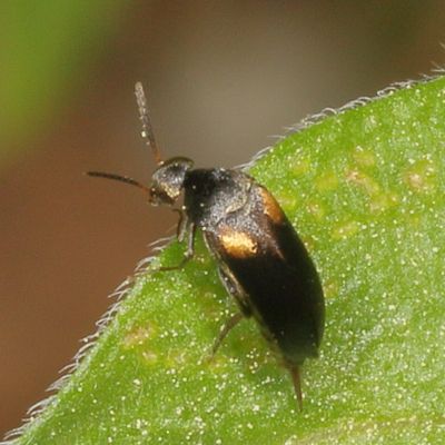 Mordellochroa scapularis