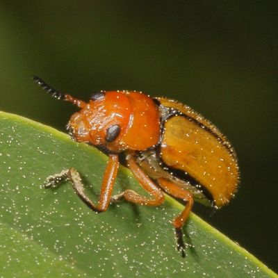 Anomoea laticlavia * Clay-colored Leaf Beetle