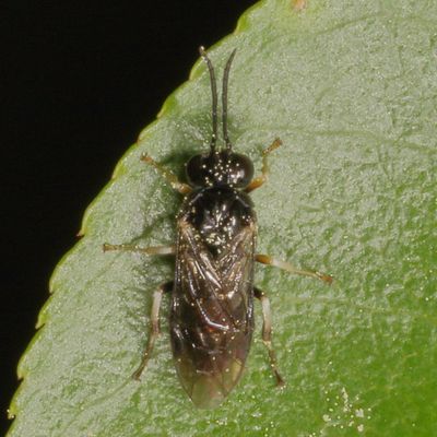 Family Tenthredinidae