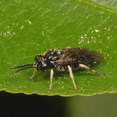 Family Tenthredinidae