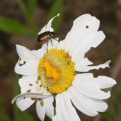 Chrysolina hudsonica
