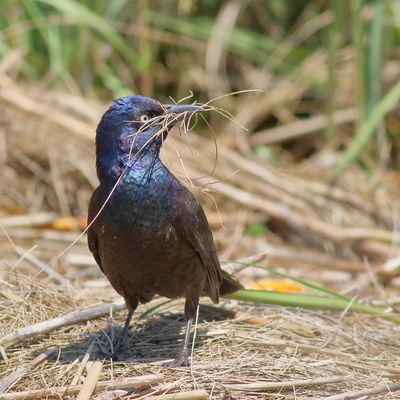 Common Grackle