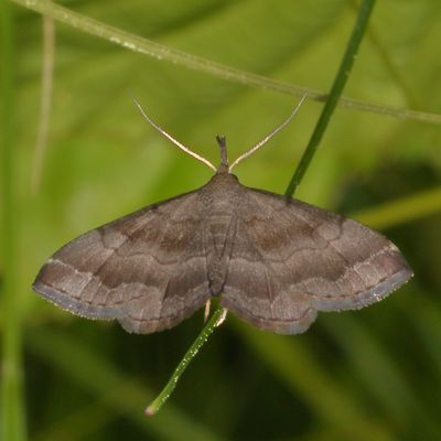 Hodges#8364 * Black-banded Owlet Moth * Phalaenostola larentoides