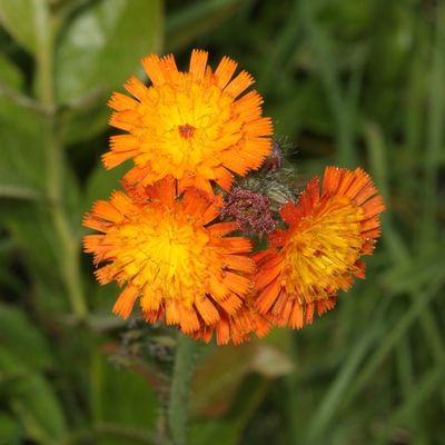 Pilosella aurantiaca * Orange Hawkweed