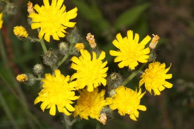 Pilosella * Hawkweed