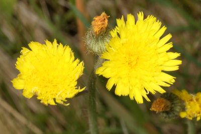 Pilosella * Hawkweed
