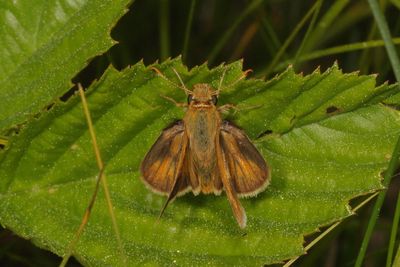 Peck's Skipper