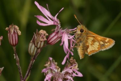 Peck's Skipper