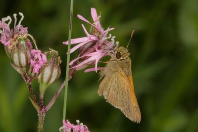 Tawny-edged Skippe