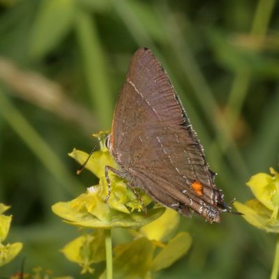 White M Hairstreak