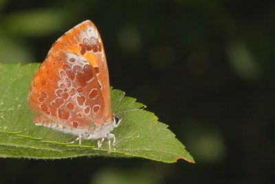 Harvester