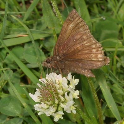 Juvenal's Duskywing ?