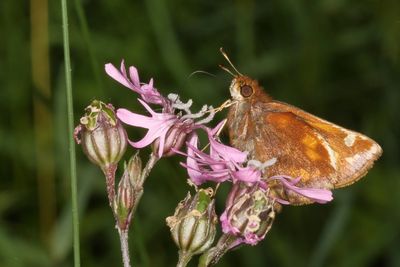 Zabulon Skipper ♀