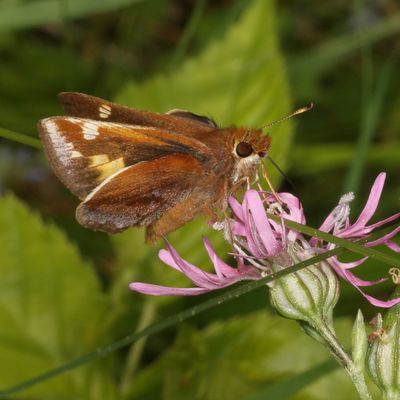 Zabulon Skipper ♀