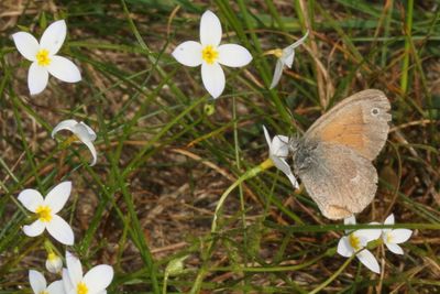Common Ringlet