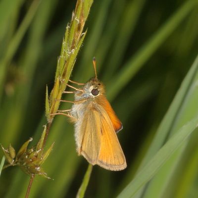 European Skipper