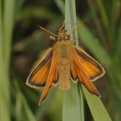 European Skipper
