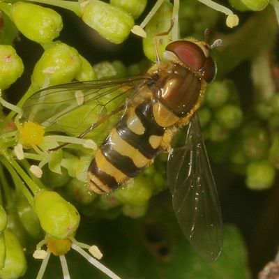 Syrphus torvus * Hairy-eyed Flower Fly