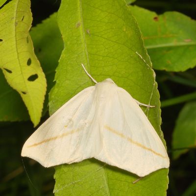 Hodges#6964 * White Slant-Line * Tetracis cachexiata