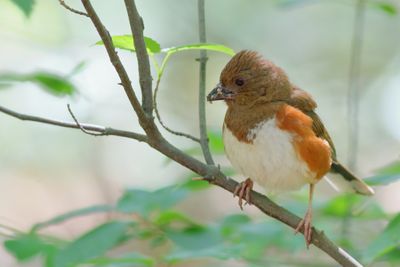 Eastern Towhee ♀