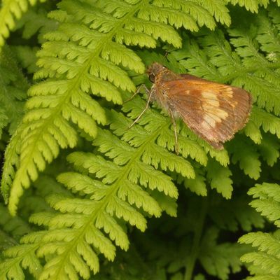 Hobomok Skipper