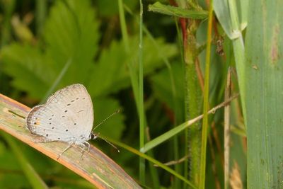 Eastern Tailed-Blue