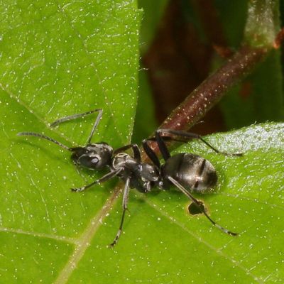Formica subsericea * Silky Field Ant