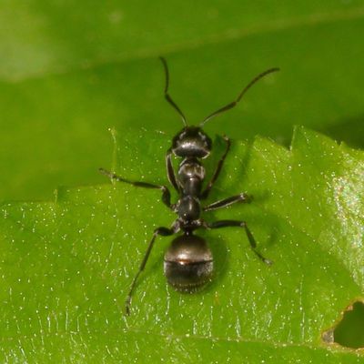 Formica subsericea * Silky Field Ant