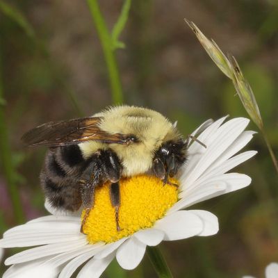 Bombus impatiens