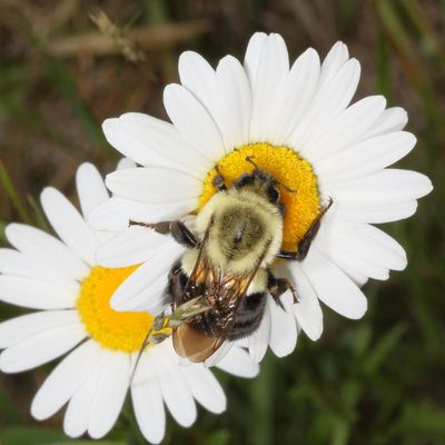Bombus impatiens
