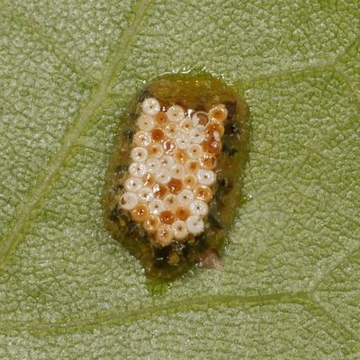 Genus Zelus eggs