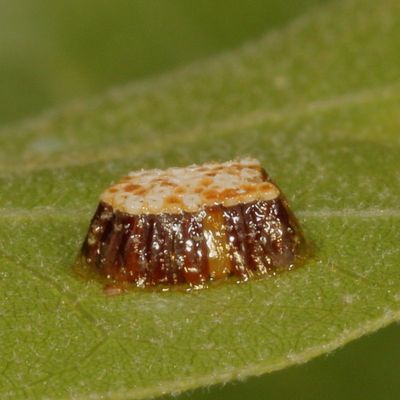 Genus Zelus eggs