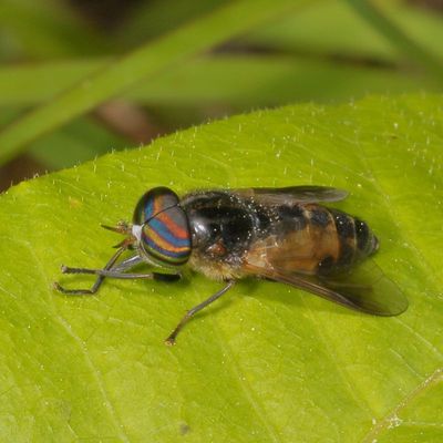 Hybomitra hinei ♂