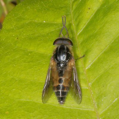 Hybomitra hinei ♂