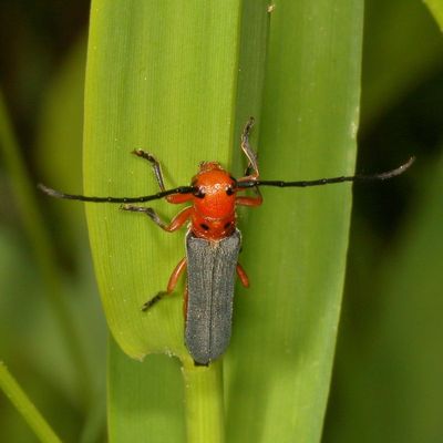 Oberea ocellata * Sumac Stem Borer