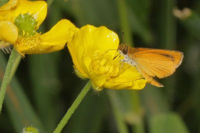 Least Skipper