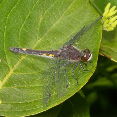 Dot-tailed Whiteface