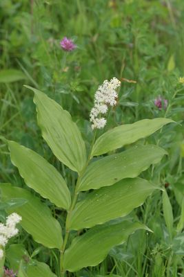 Maianthemum racemosum * Solomon's Plume