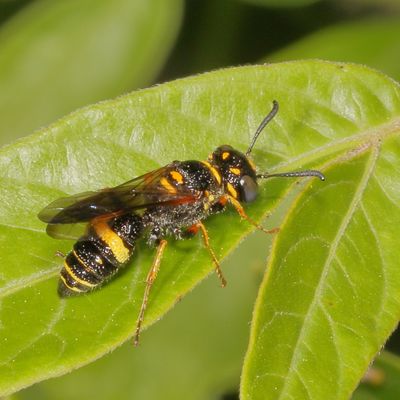Philanthus gibbosus