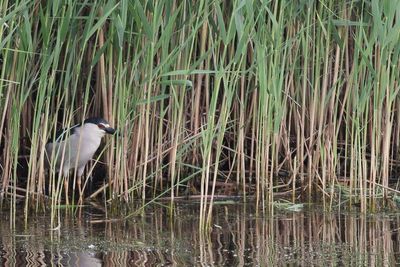 Black-crowned Night-Heron