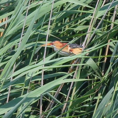 Least Bittern